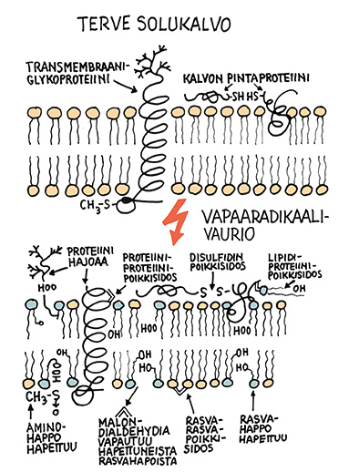 hapetusstressi_solukalvot