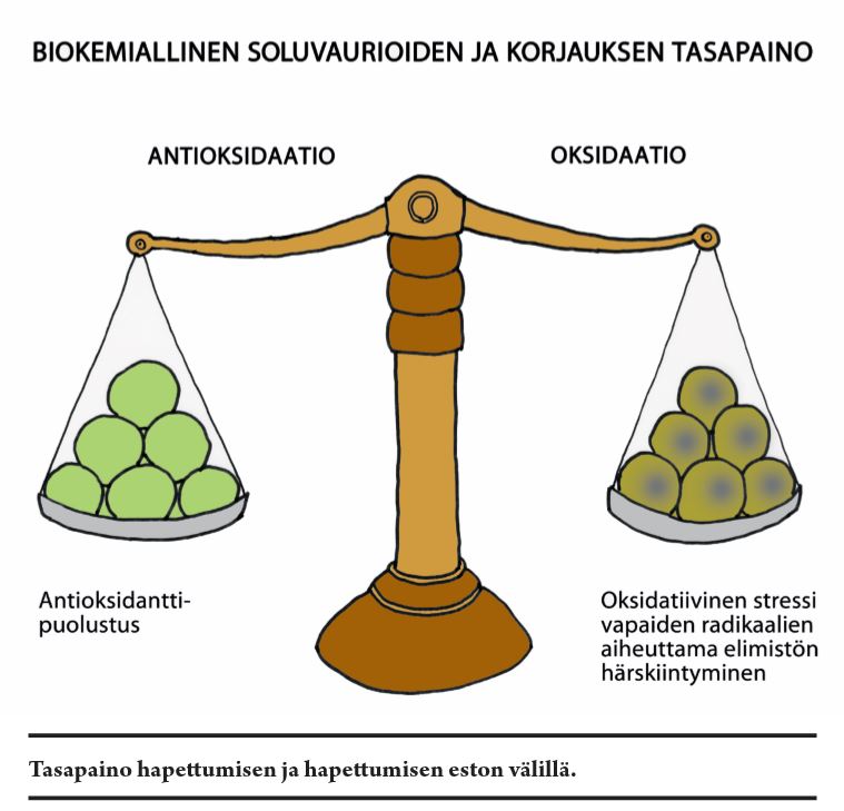 biokemiallinen soluvaurioiden ja korjauksen tasapaino