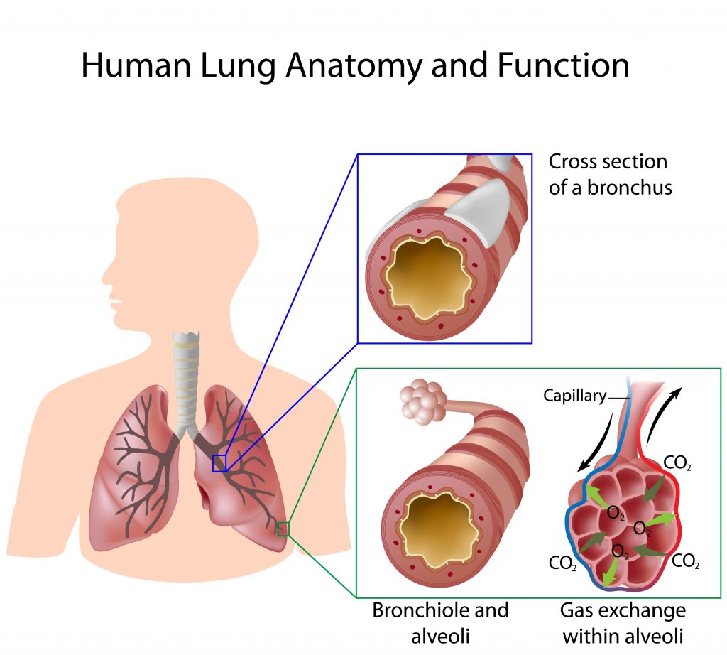 keuhkojen anatomia